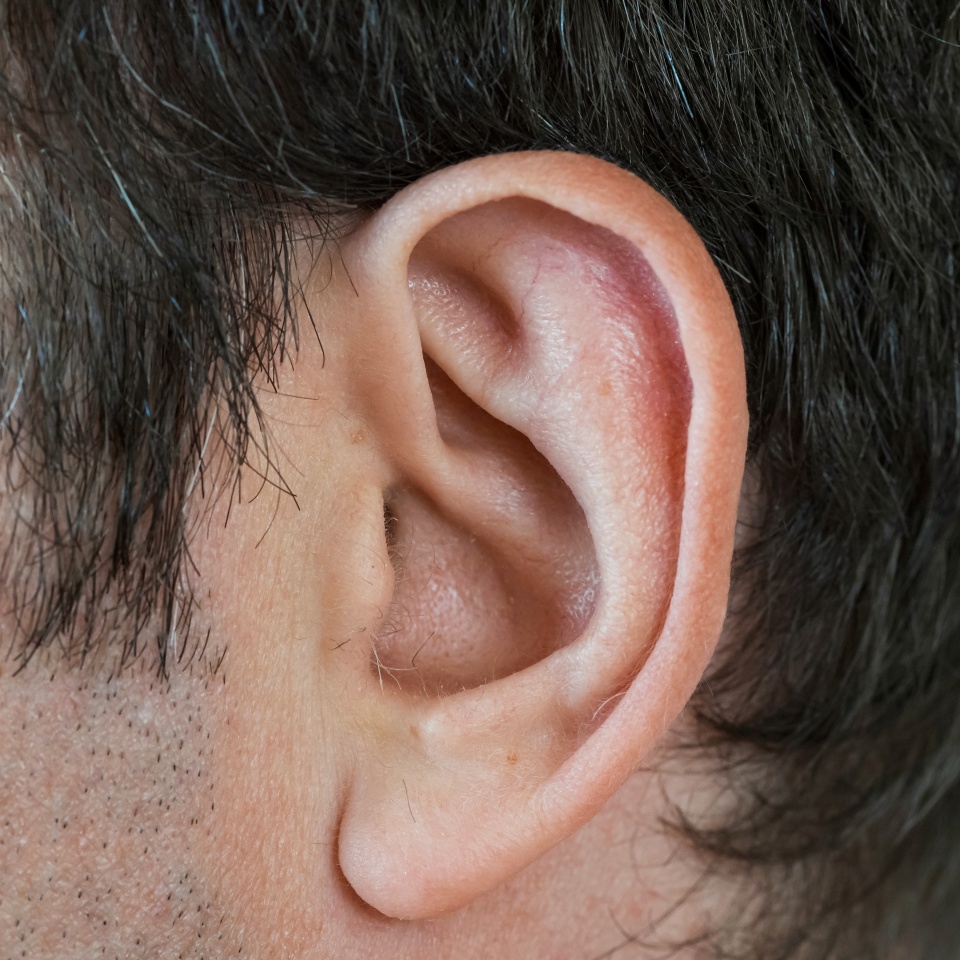 Caucasian male ear close up macro shot.